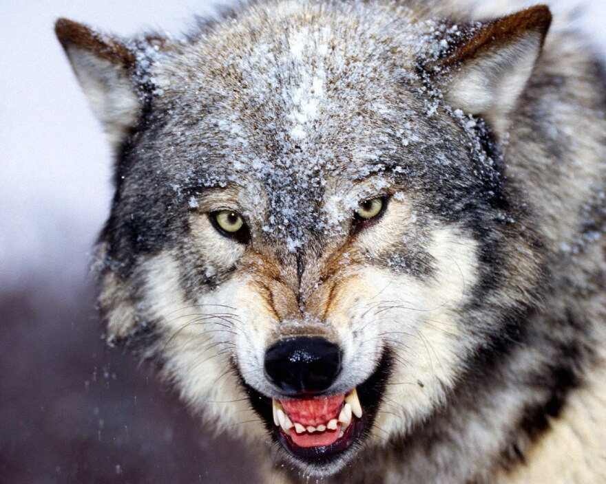 Snarling gray wolf