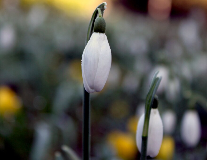 snowdrops