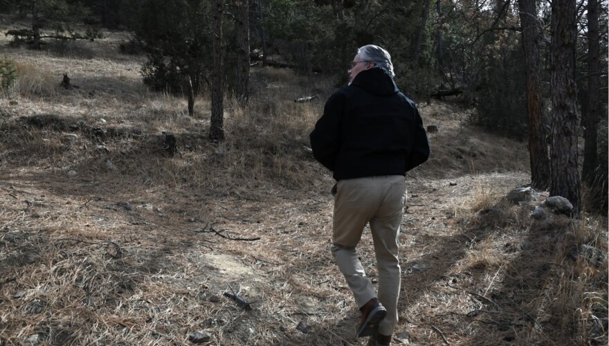 Matt McCombs, Colorado State Forester, walks among Ponderosa pine trees, many of them dead or dying from pine beetle infestation on February 19, 2026 in Idaho Springs.
