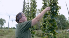 Jennifer Hermann harvesting hops