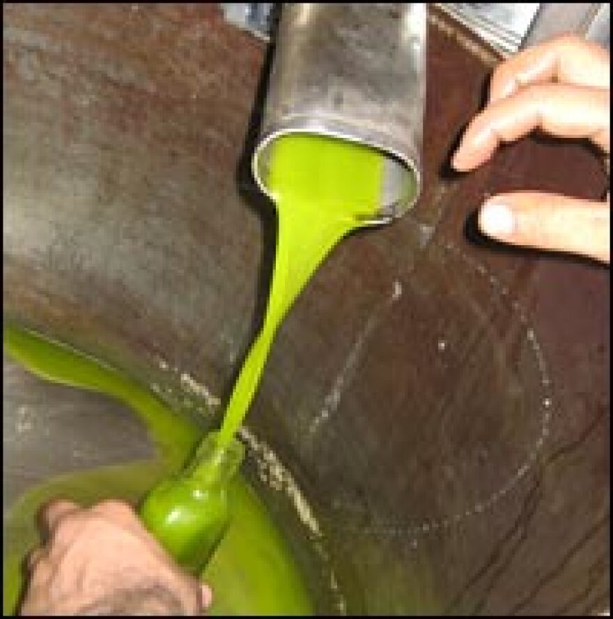 Early-season olive oil is squeezed from a press and bottled in a West Bank village.