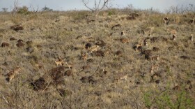 Axis deer are considered invasive to Hawaiʻi's native plants and animals. The deer are largely found on Molokaʻi and Maui.