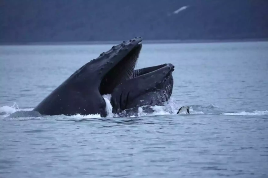 A whale surfaces in Glacier Bay in July 2023.