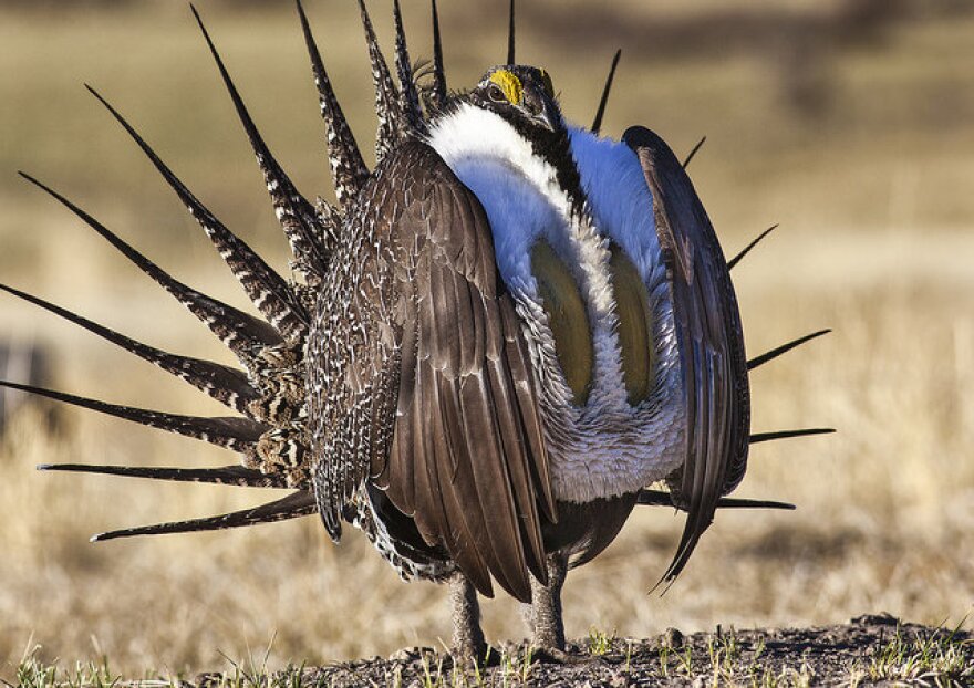 A male greater sage grouse puffs out his chest to impress the ladies. 