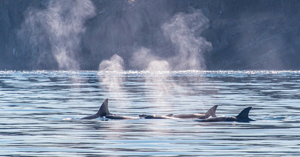The Salish Sea is the place to be for orcas this summer. What's behind this trend?