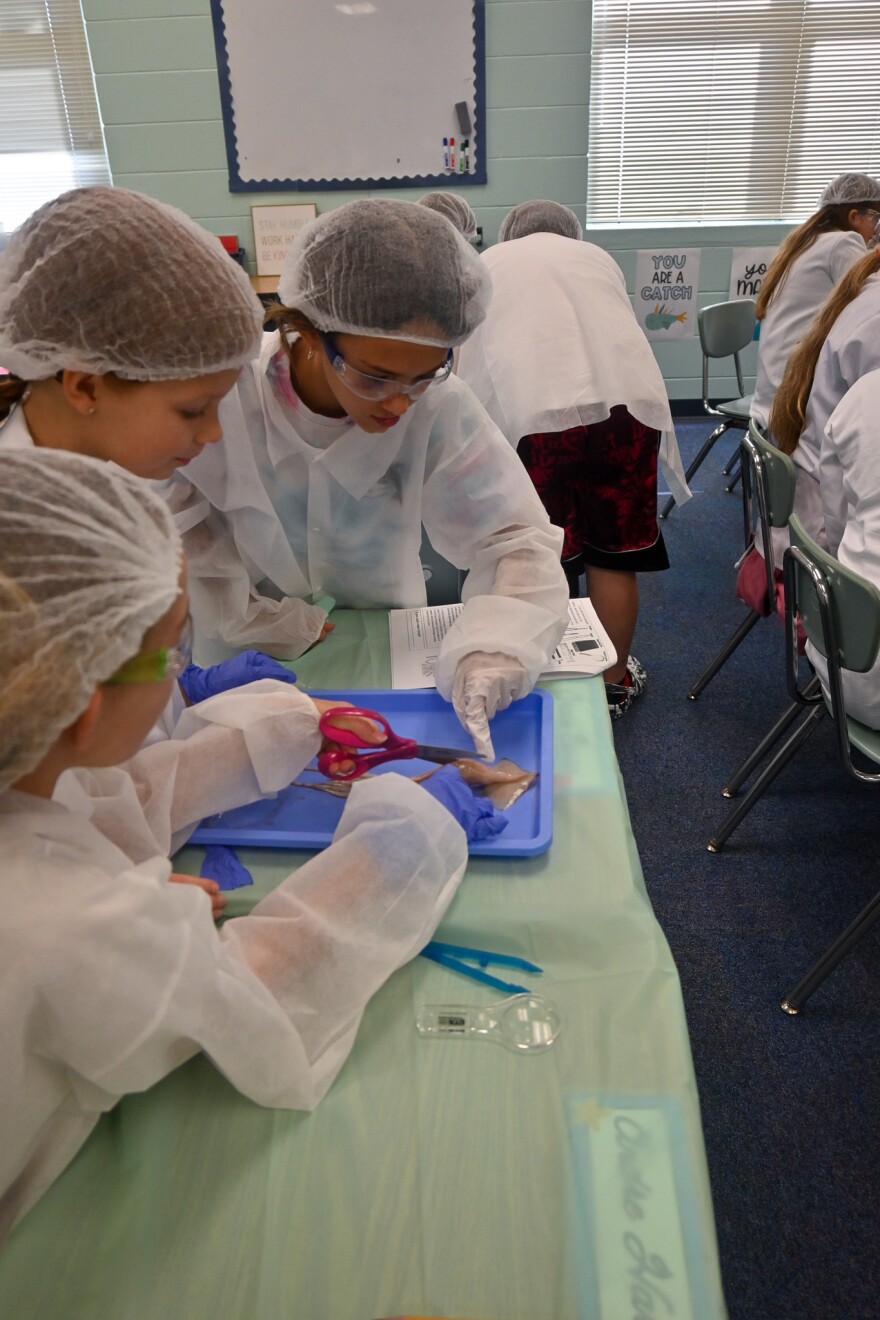 Children with hair nets and gowns dissecting a squid