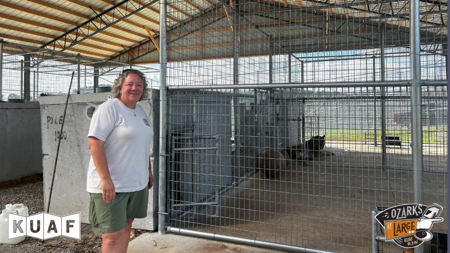 Turpentine Creek Wildlife Refuge's animal curator, Emily McCormack, stands next to Dutchess' enclosure. The tiger's interior space is pictured, with a large grassy field to the right.