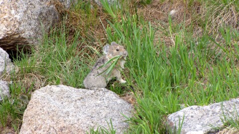 This is an image of a small American pika, which looks like a hamster, nibbling on green grass among rocks in an alpine area.