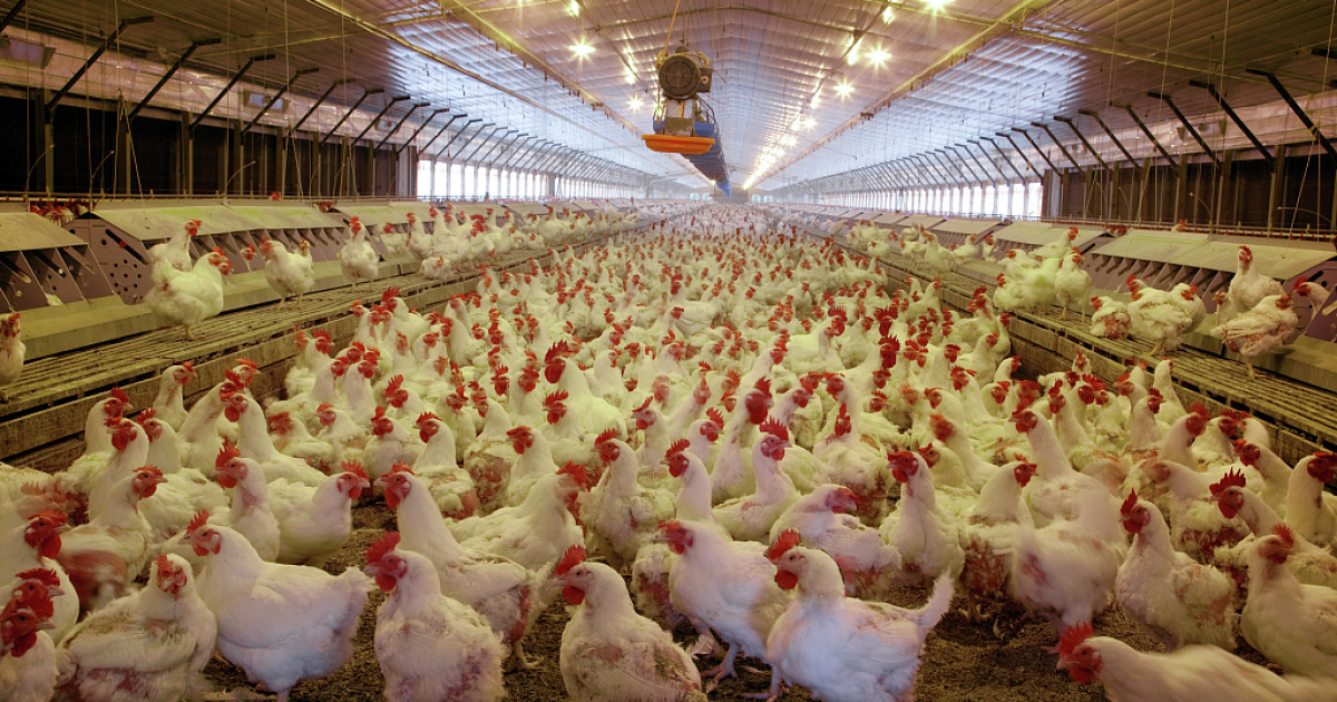 Federal judge denies settlements in Oklahoma's decades-long poultry pollution lawsuit