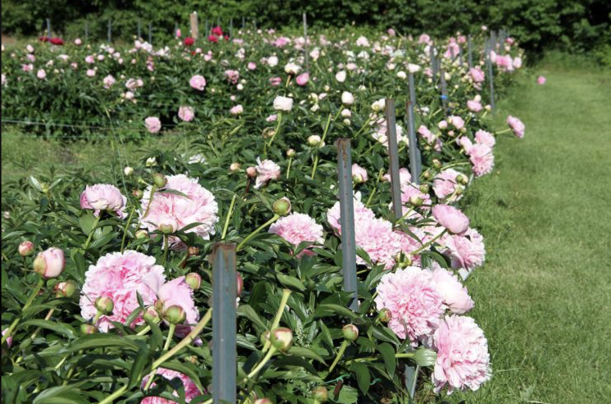The Alaska commercial peony industry turned 25 in 2025.