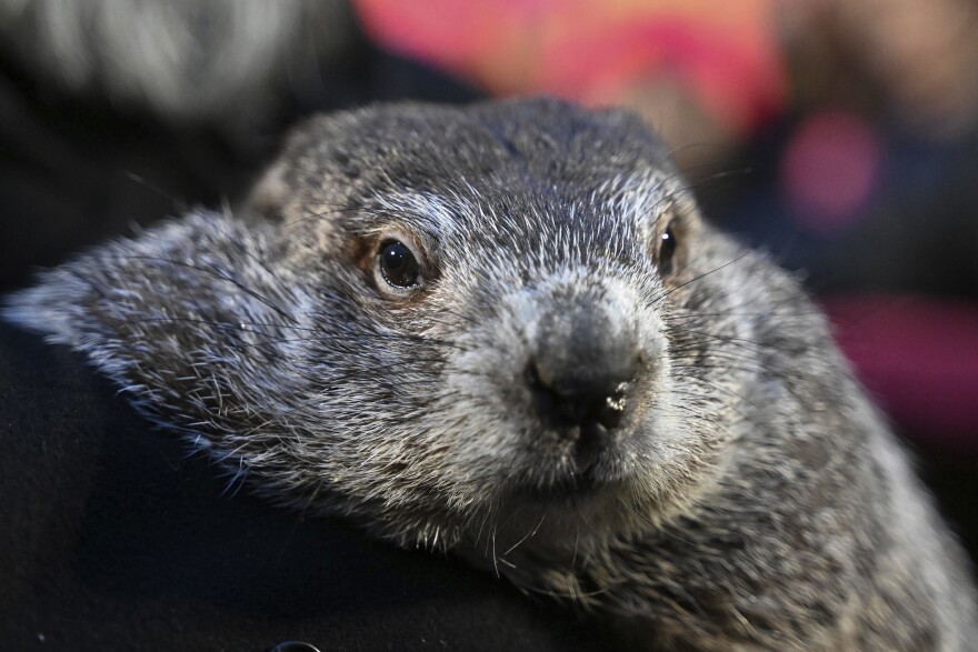 Groundhog Club handler A.J. Dereume holds Punxsutawney Phil, the weather prognosticating groundhog, during the 138th celebration of Groundhog Day on Gobbler's Knob in Punxsutawney, Pa., Friday, Feb. 2, 2024. Phil's human handlers took the occasion of Mother's Day, Sunday, May 12, 2024, to announce that the two kids born earlier this spring to Phil and his partner, Phyllis, are named Sunny and Shadow. Sunny is a female, Shadow a male.