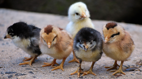 Five baby chickens stand clumped together outdoors. 