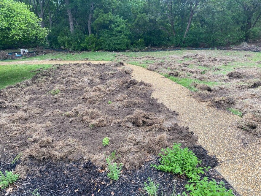 Damage By Hog To Frederick Mendler's Front Yard