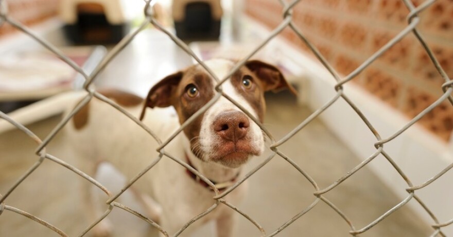 In 2025, the ASPCA conducted 18 cruelty and disaster-related deployments across 10 states, affecting more than 21,000 animals.