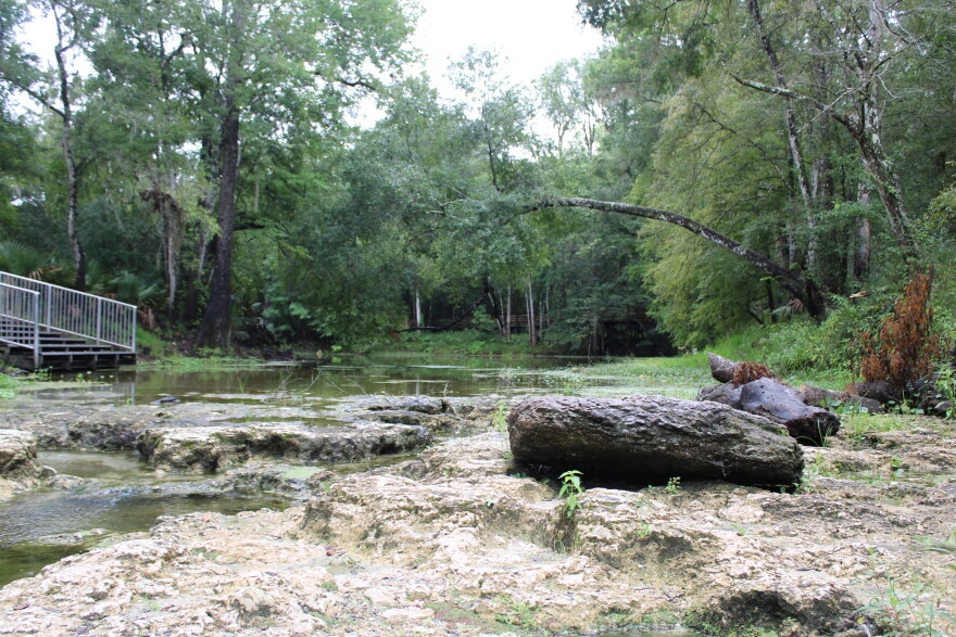 Low flow exposes the rocky bottom of Poe Spring where it joins the Santa Fe River.