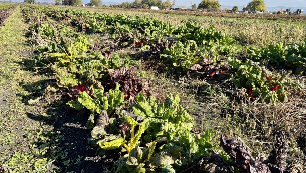 Swiss chard growing at Fry Family Farm in Medford.