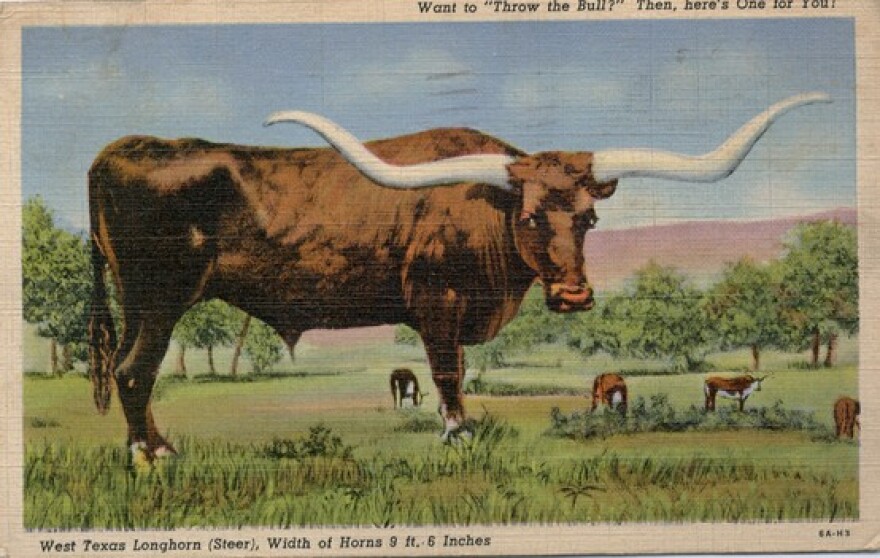 longhorn-postard