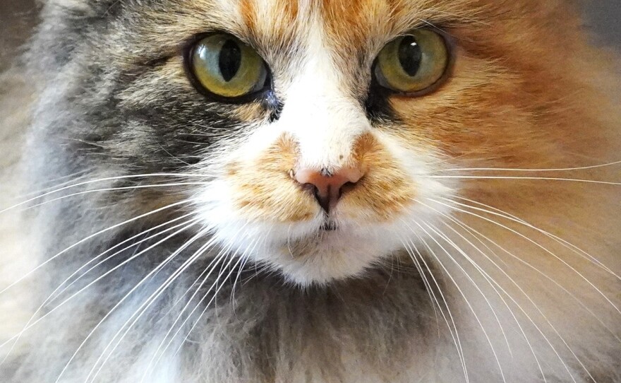A fluffy white, orange, and gray cat is shown close up. 