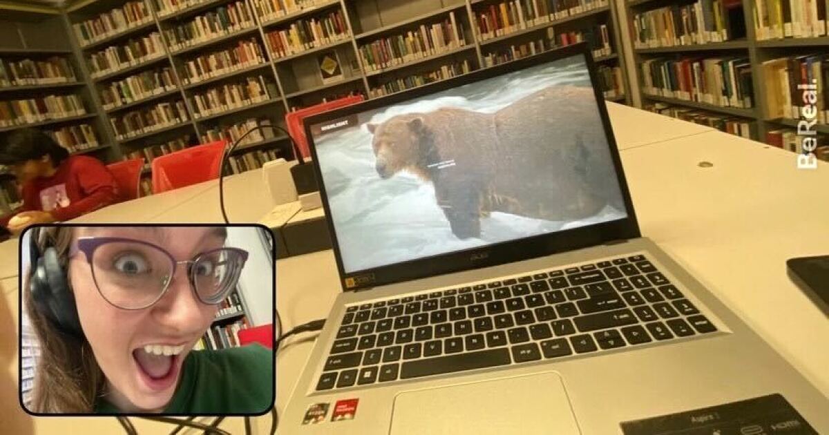 Conoce a los superfans que se vuelven locos para los osos más gordos de Alaska