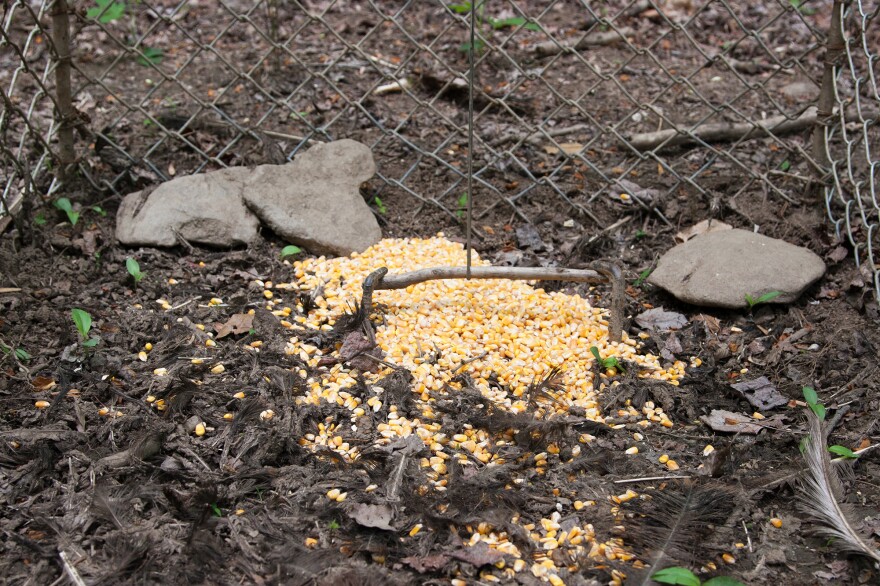 A hog trap with corn on the inside.
