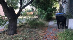 Apricot tree with falling fruit on the ground