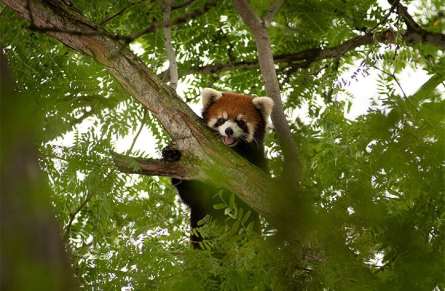 Kora The Red Panada was found in a tree at the Columbus Zoo and Aquarium on Thursday.