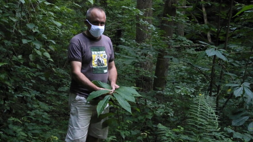 Pawpaw-Chris-Tree-Leo-Petroglyph-Jacops.jpg