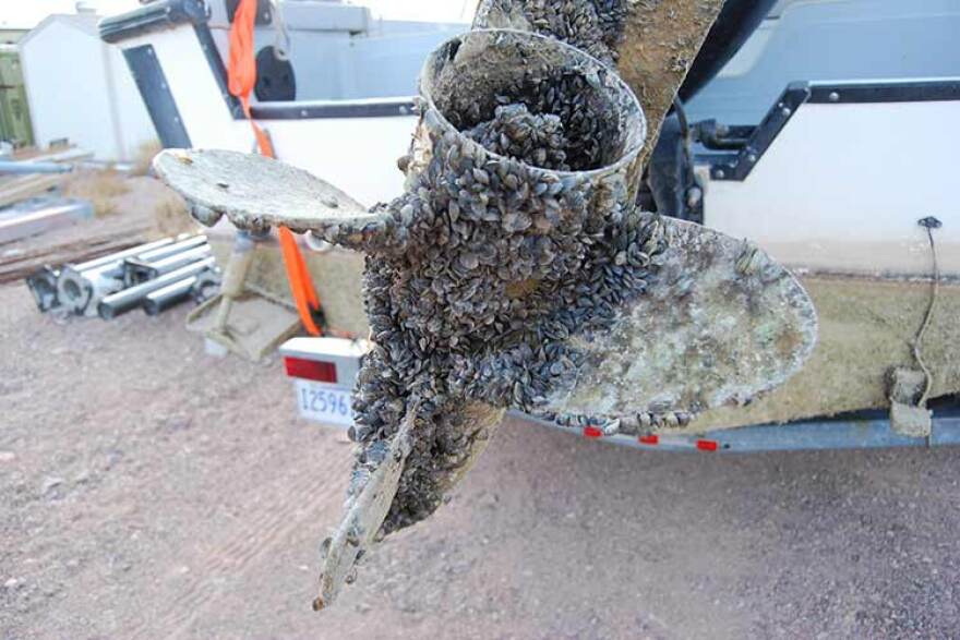 Boat propeller encrusted with invasive mussels.