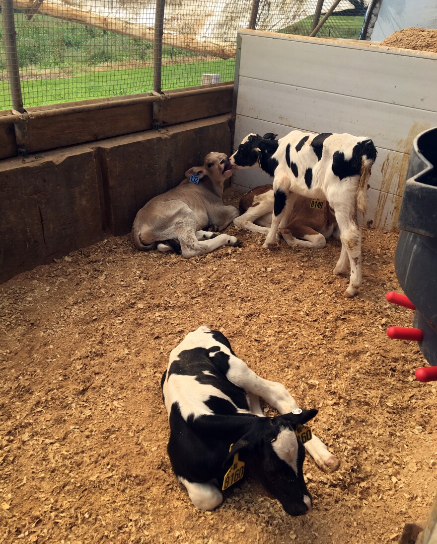 Calves give each other kisses in a pen lines with bedding.