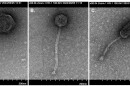 From left to right, newly discovered bacteriophages Revolver, Alamo and GiddyUp are seen under a transmission electron microscope.