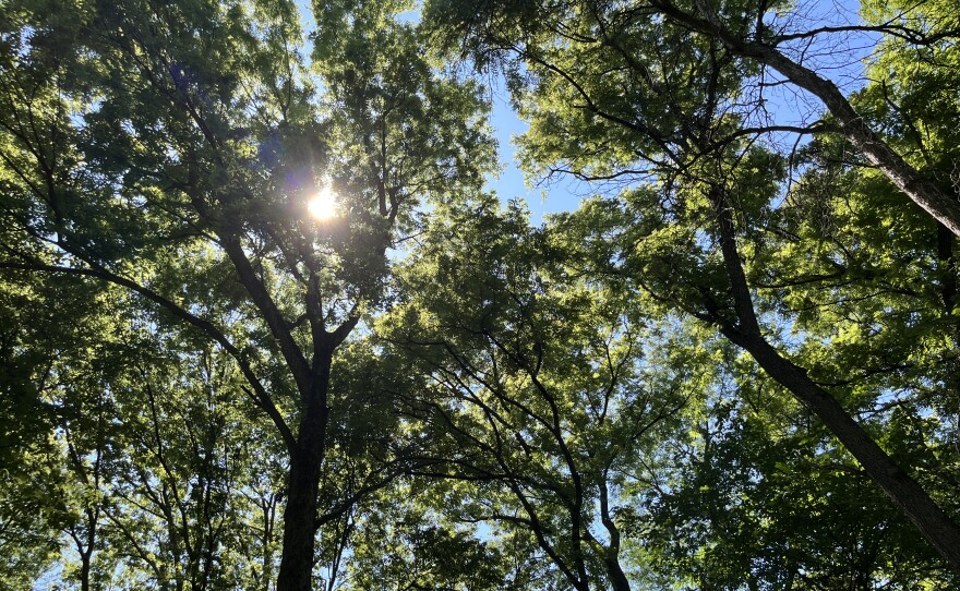 The sun shines through a dense canopy of trees on a blue sky day.