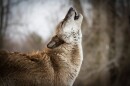 “When it comes to having the economic benefits of wolves, it's very difficult to narrow down just wolves, right? Because wolves don't exist in a void,” says journalist Suzie Dundas.