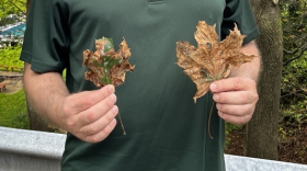 Regional DEC forester Tim Wenskus shows two Norway maple leaves infected with tar spot.