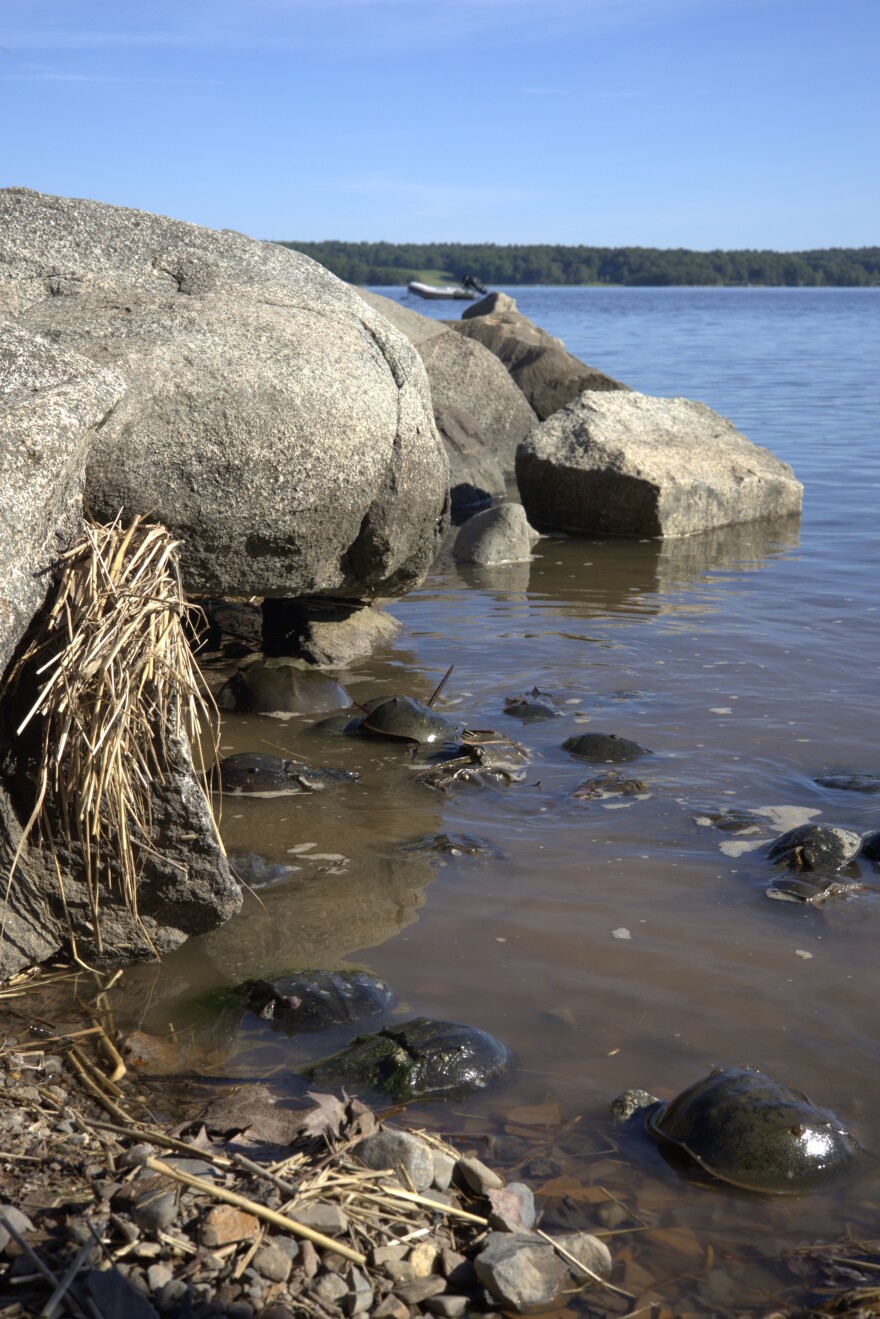 A view of Great Bay and horseshoe crabs.