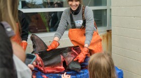Kids explore the touch tank, learn about a salmon shark, and how to use a microscope.