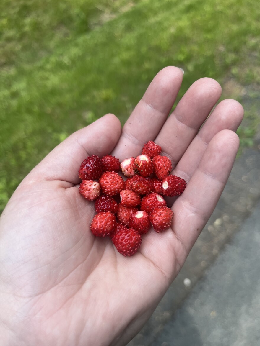 Charlie holds a handful of wild strawberries collected on the side of the road on June 8, 2025 near Marine on St. Croix.