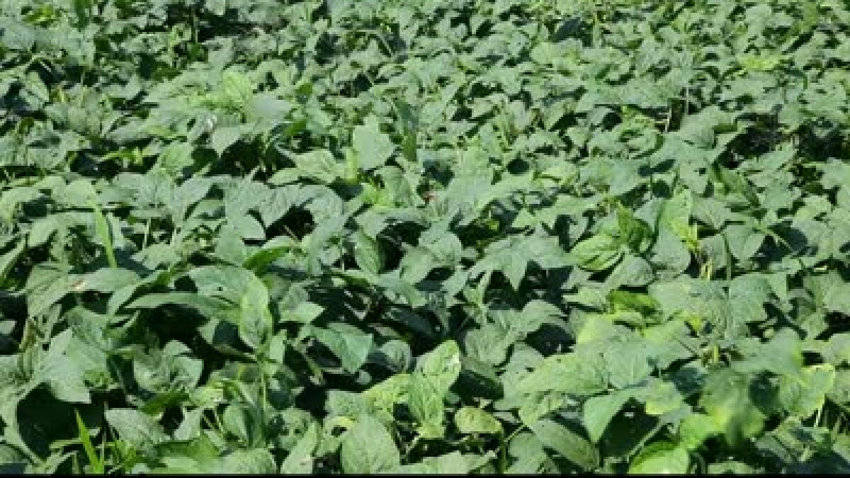 Dicamba application deadline approaches in South Dakota - Vimarsana News