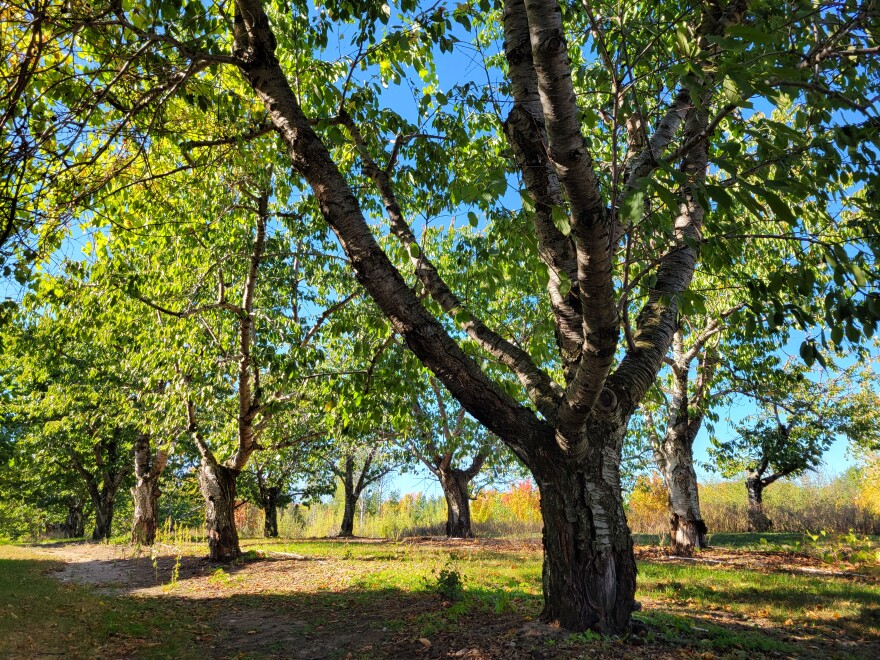 A remaining cherry orchard at Gallagher Farms. (Photo: Nik Burkhart)