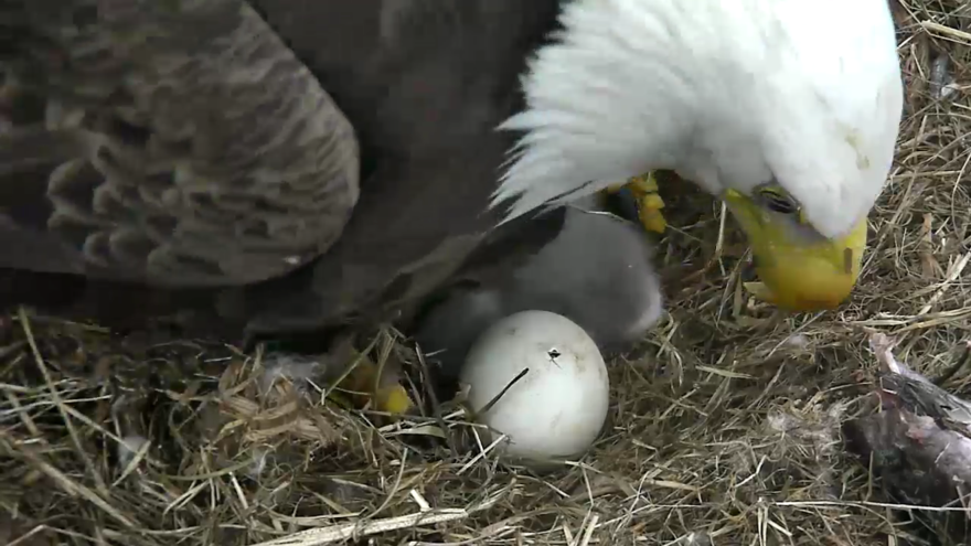 As the hours passed on Saturday, the pip became more visible.