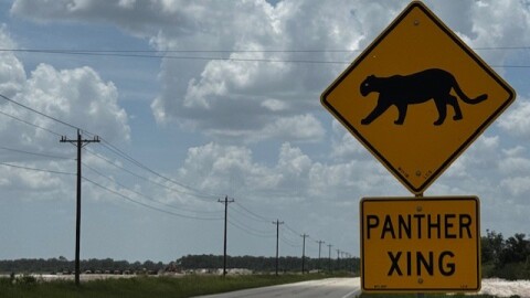 Panther crossing signage along Corkscrew Road in eastern Lee County near the Kingston development.