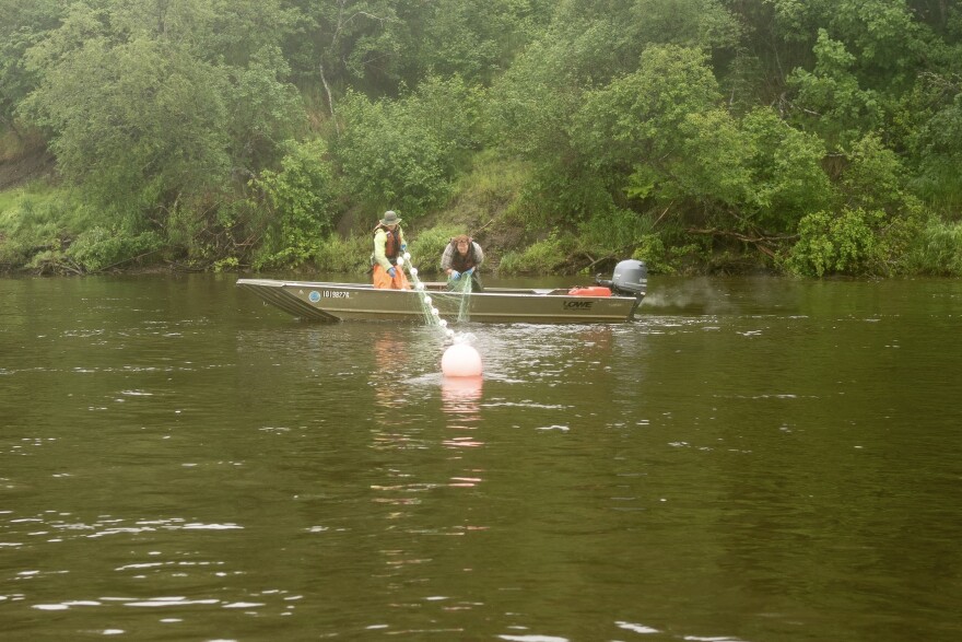The Nushagak sonar crew drifts with an 8-inch mesh gillnet, to apportion species composition to the morning's sonar counts.