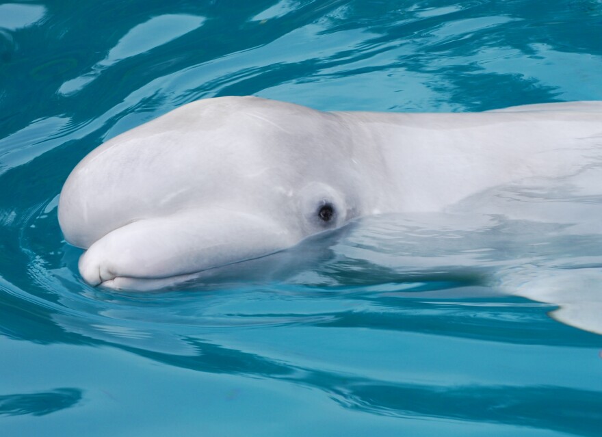 beluga