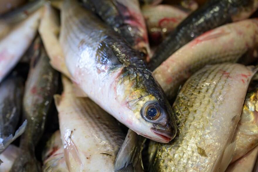 The N.C. Division of Marine Fisheries will start taking public comment next week on proposed strategies to address overfishing of the striped mullet.
