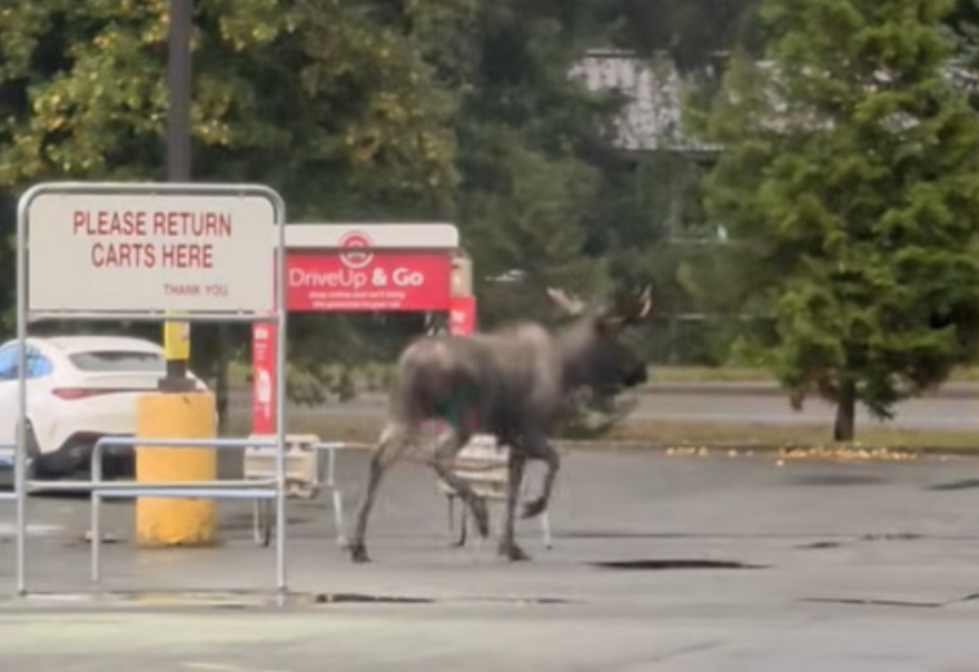 A moose runs through the Safeway parking lot.