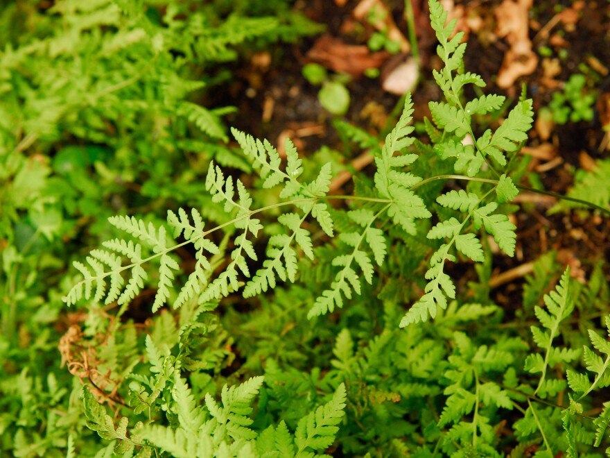 Botanists say this plant is the fern equivalent of a human-lemur love child.