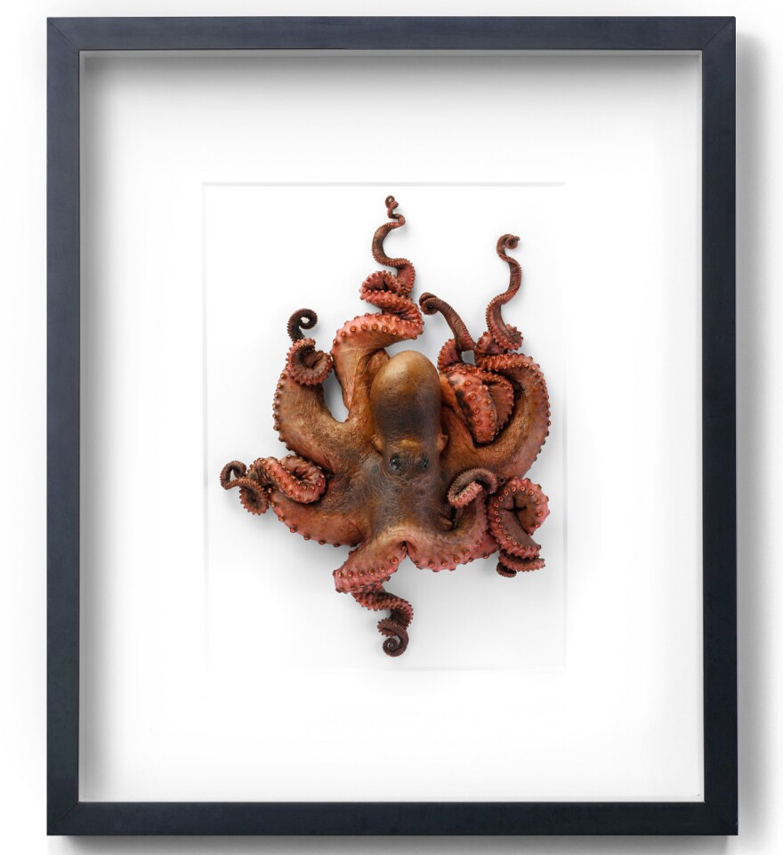Marley has pioneered a way to freeze-dry animals that makes them look alive in the frames. (Pictured: <em>Octopus Small</em>)