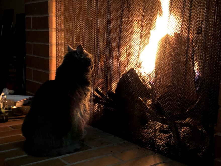 A cat sitting in front of a fireplace.