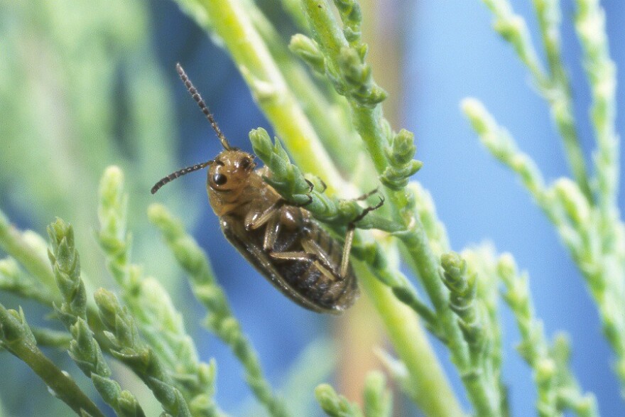 Tamarisk beetle