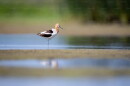 American Avocet wades through shallow water