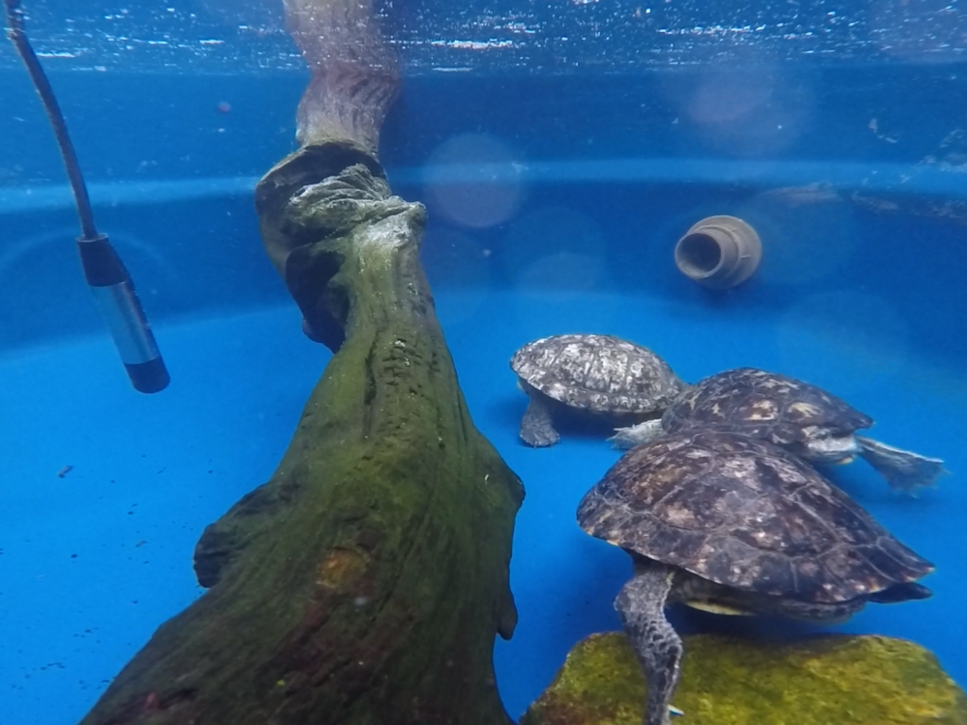 Gabriel Jorgewich Cohen began researching whether turtle species — and other vertebrates thought to be mute — make sounds by recording his own pet turtles. The hydrophone used for recording can be seen on the left.